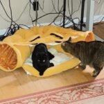 Cat Tunnel Bed Hide Tunnel for Indoor Cats with Hanging Scratching Balls, Yellow photo review