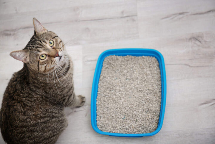 Getting Your Cats To Cover Their Poop: 6 Simple Steps