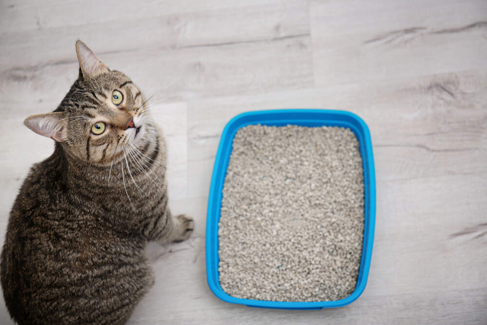 Getting Your Cats To Cover Their Poop: 6 Simple Steps Cat Blogs
