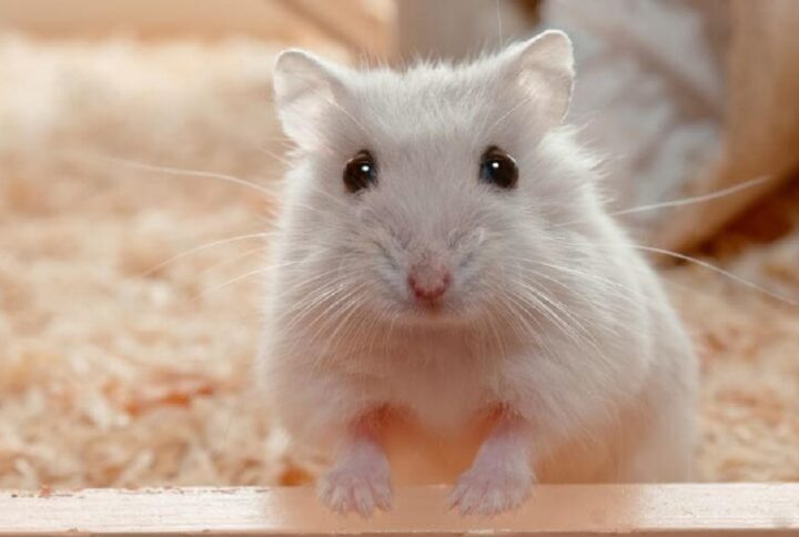 Hamsters as Pets: Pros and Cons to Consider Before Adopting