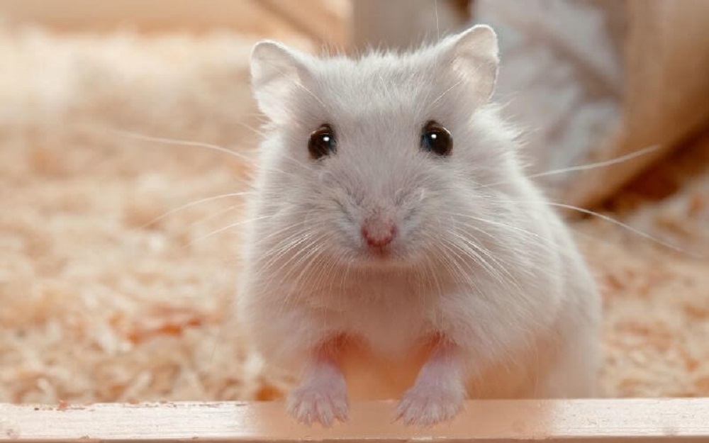 Hamsters as Pets: Pros and Cons to Consider Before Adopting 11 2 hamster Hamster Blogs