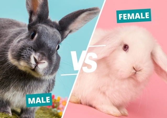Key Distinctions Between Male and Female Rabbits: Which Is Better?