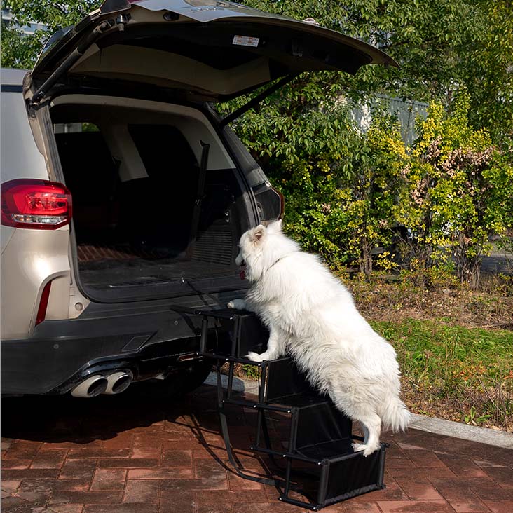 DOG 2 4