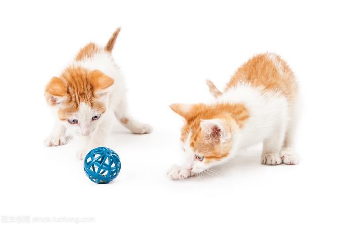 How To Teach Your Cat To Play 2 cat play