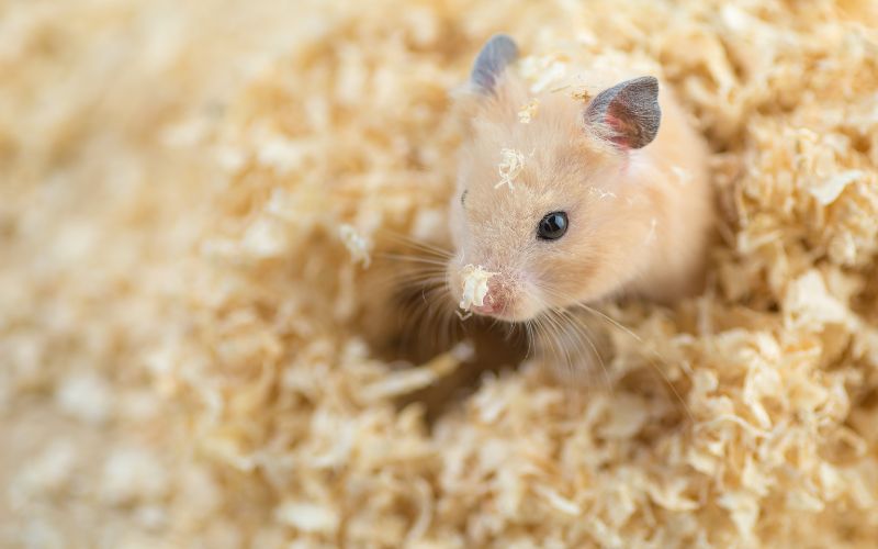Hamsters as Pets: Pros and Cons to Consider Before Adopting 22 hamster Hamster Blogs
