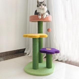 How To Teach Your Cat To Play 3 Classroom, cat class, cat play