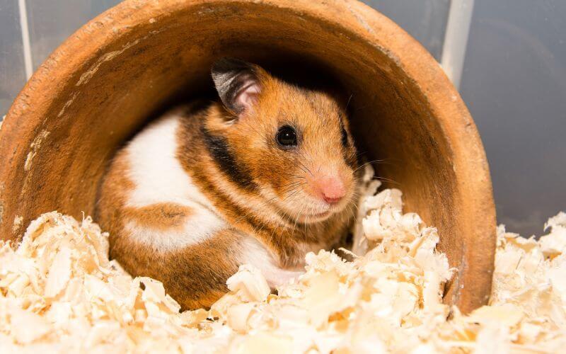 Hamsters as Pets: Pros and Cons to Consider Before Adopting 33 hamster Hamster Blogs