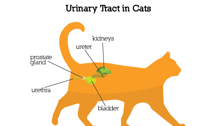 Prevent and Treat Common Cat Health Issues 360截图17001020160661 cat wellness