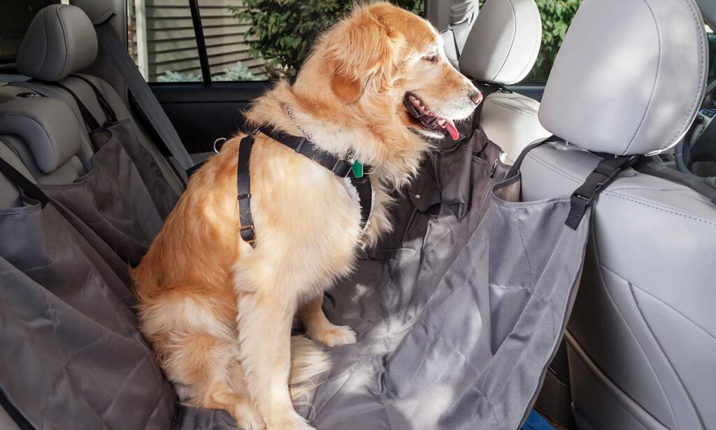 How To Keep Your Dog Safe In The Car 555 Classroom, dog care, dog class