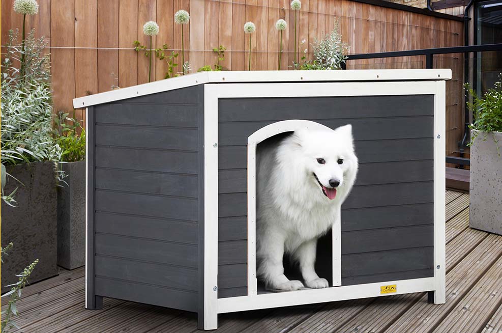 DOG 7 1