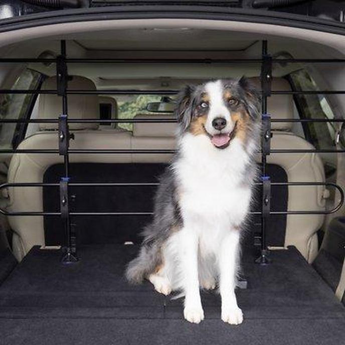 How To Keep Your Dog Safe In The Car 888 Classroom, dog care, dog class