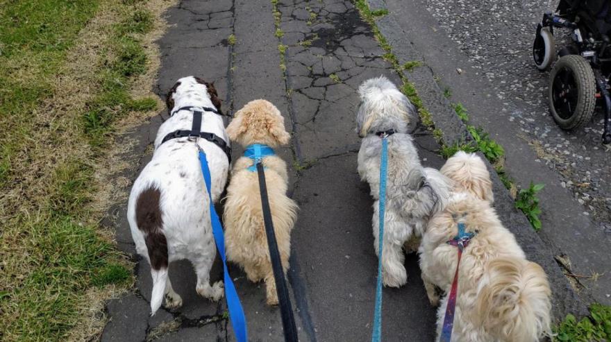 Benefits of Loose Leash Walking Benefits of loose leash walking2 Classroom, dog care