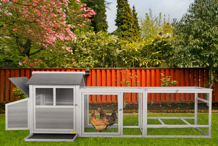 Pros and Cons of Free Range Chicken Farming