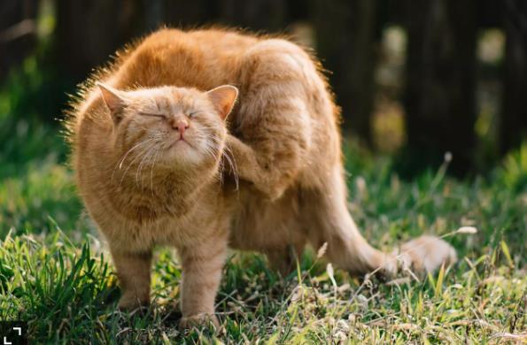 How Do Indoor Cats Get Fleas? How Do Indoor Cats Get Fleas1 Classroom, cat wellness