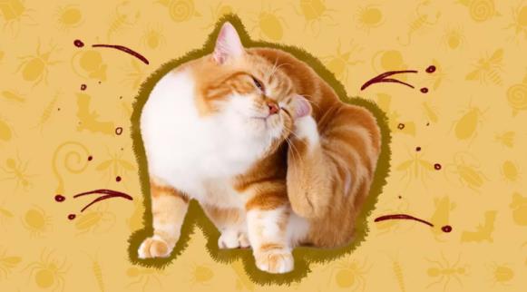 How Do Indoor Cats Get Fleas? How Do Indoor Cats Get Fleas3 Classroom, cat wellness