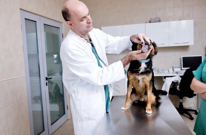 Making The Vet A Happy Place Making The Vet A Happy Place2 Classroom, dog care