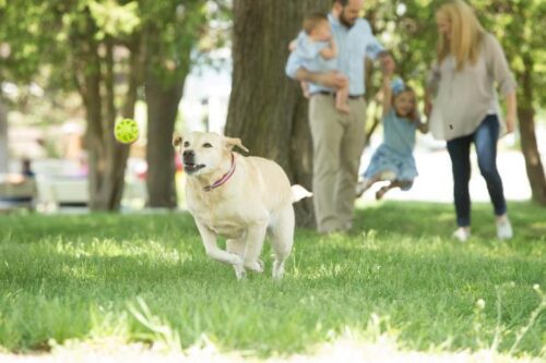 Preparing Your Dog for High-Energy Sports Preparing your dog for high energy sports1 Classroom, cat training