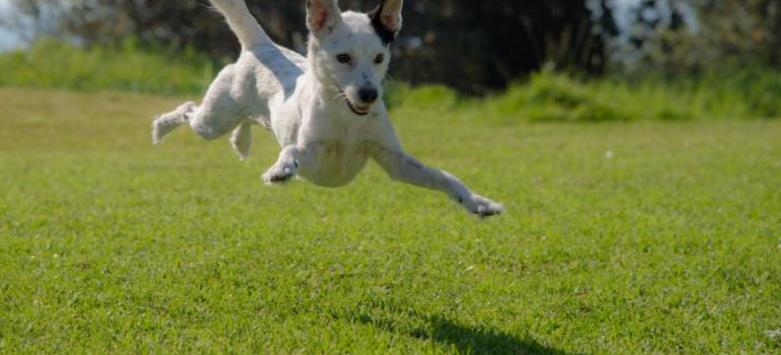 Preparing Your Dog for High-Energy Sports Preparing your dog for high energy sports2 Classroom, dog training