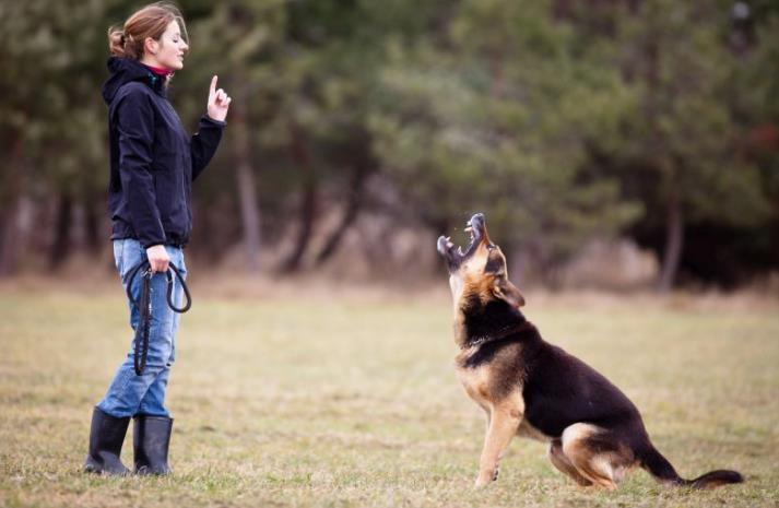 Using Play to Treat Dog Aggression Using Play to Treat Dog Aggression2 dog class, dog care