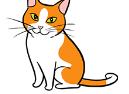 Understand Your Cat’s Body Language cc6 Classroom, cat care, cat class