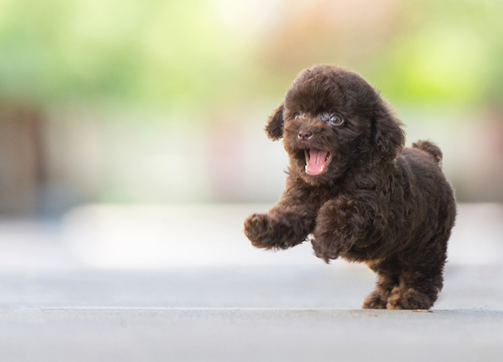 How to train your dog for social behavior: Pet etiquette ddddddd Classroom, dog class, dog training