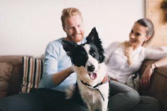 How to help your dog adjust to a new home dfdf dog training