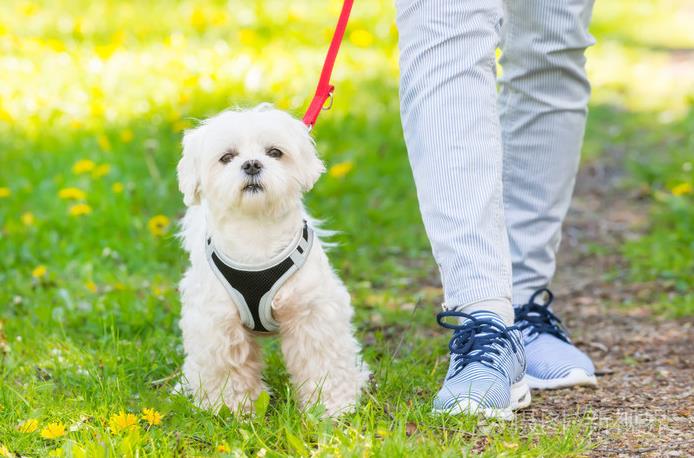 How To Treat Aggression on Dog Walks？ dog walk 5 Classroom, dog training