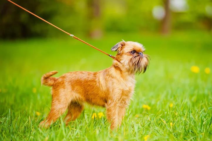 How To Treat Aggression on Dog Walks？ dog walk1 Classroom, dog training