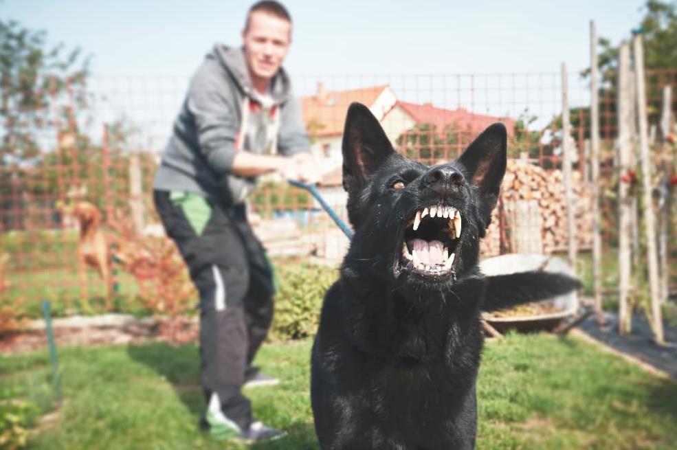How To Treat Aggression on Dog Walks？ dog walk4 dog training