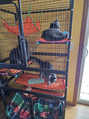 63"H 4-Tier Wire Large Indoor Cat Enclosures on Wheels, for 2 Cats, Black photo review