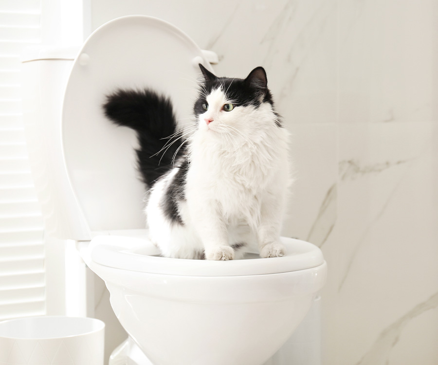 Cat Potty Training: How to Litter Train A Kitten fdsf cat training