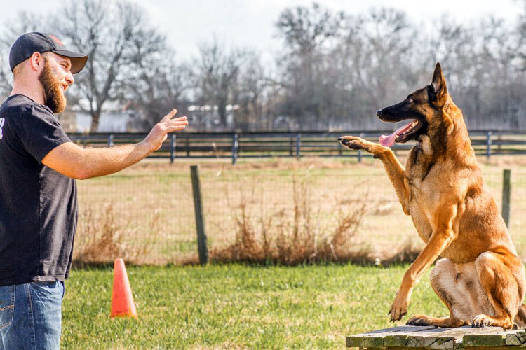 Key Mental Skills for Dog Trainers fghf Classroom, dog care, dog class