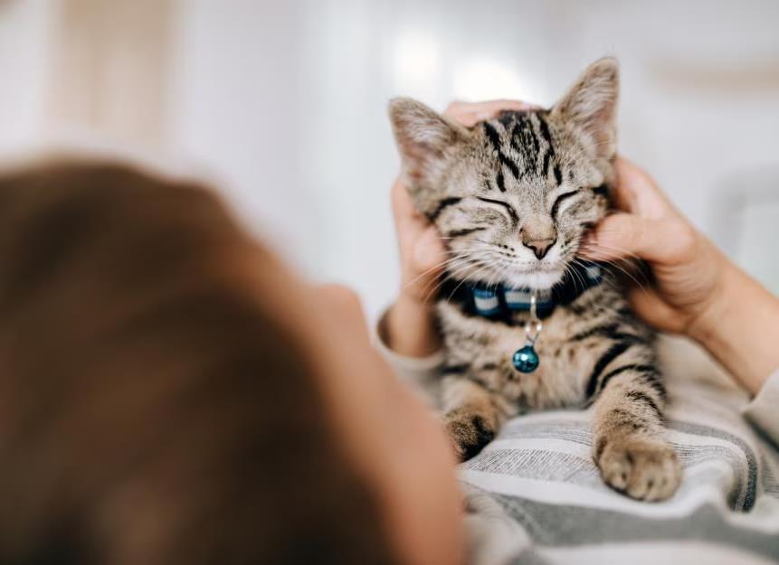 Cat Potty Training: How to Litter Train A Kitten fsa Classroom, cat class, cat training