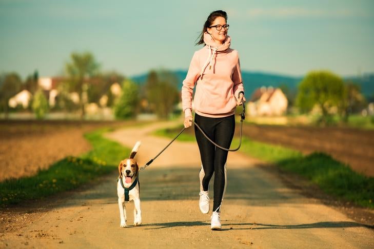 Training Dogs to Be Enjoyable Running Buddies fsdfs Classroom, dog class, dog training