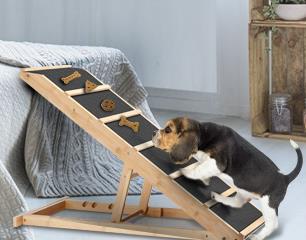 How to Train Your Dog to Use A Ramp gbfbn dog training
