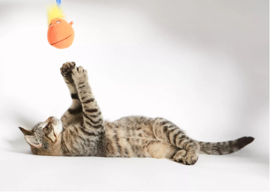 Benefits of feline enrichment image 2 cat care, Classroom