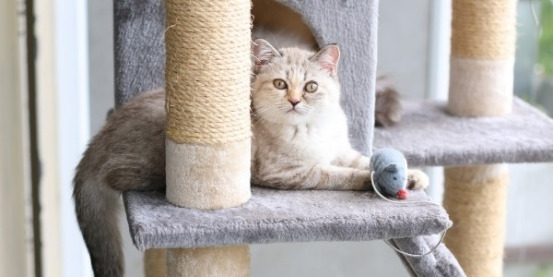 Benefits of feline enrichment image 3 2 cat care, Classroom