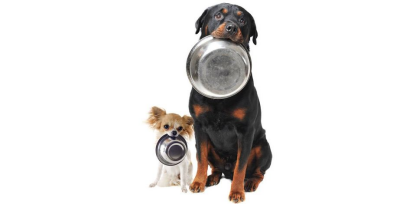 Why You Shouldn’t Feed Your Dog from A Bowl image 3 Classroom, dog training