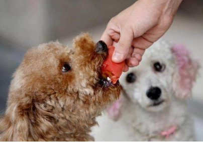 Why You Shouldn’t Feed Your Dog from A Bowl image 5 Classroom, dog training