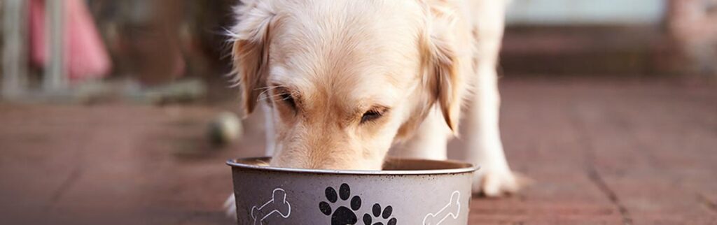 How to slow a fast eater? nnnnnnnnn Classroom, dog class, dog wellness