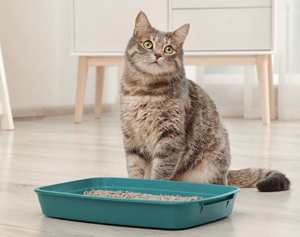 Cat Potty Training: How to Litter Train A Kitten sad Classroom, cat class, cat training