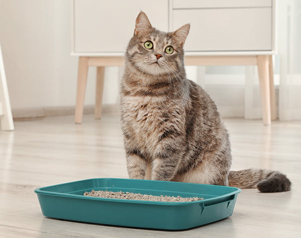 Cat Potty Training: How to Litter Train A Kitten sad cat training