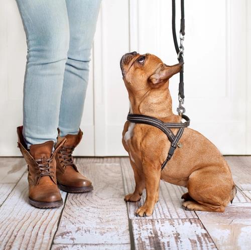A Way to Teach Your Dog to Alert You When They Need to Go Outside for The Potty Time sfsz Classroom, dog class, dog training