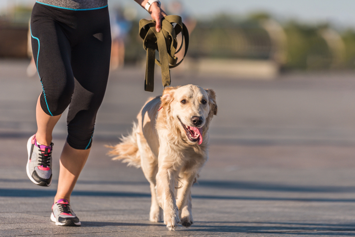 Physical Exercise for Dogs（Indoors and Outdoors） Classroom, dog care, dog class