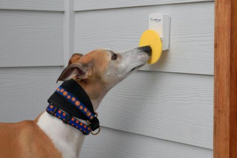 A Way to Teach Your Dog to Alert You When They Need to Go Outside for The Potty Time zsd Classroom, dog class, dog training