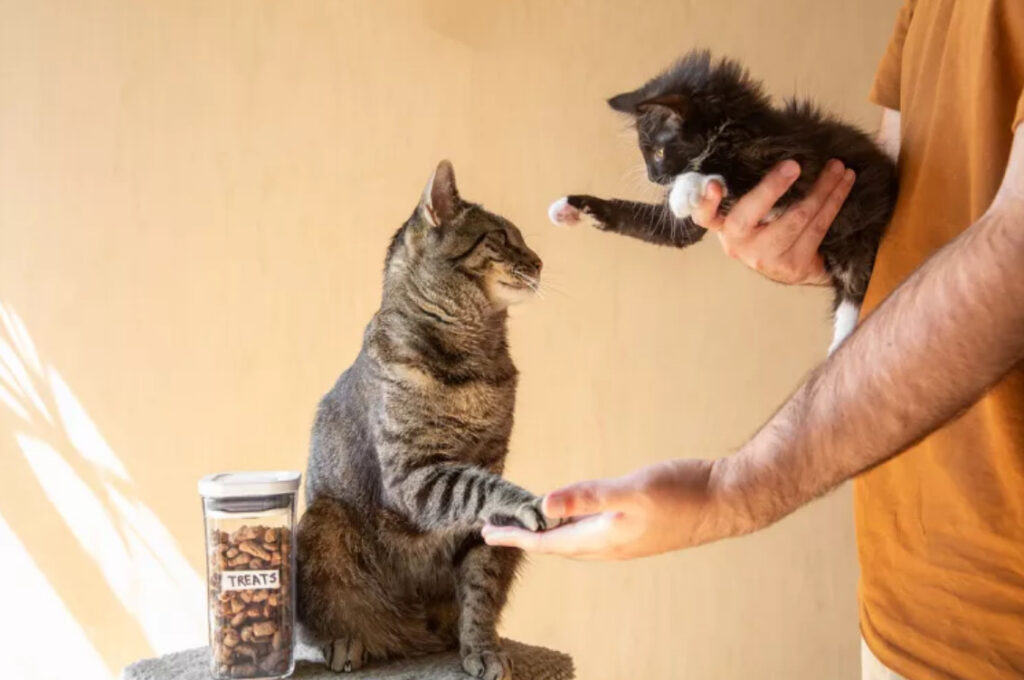 Introduce a New Cat to Your Current Feline Household 1 3 cat wellness