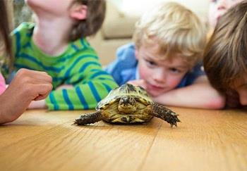 How to Raise A Pet Turtle? 1 5 turtle Turtle Habitat