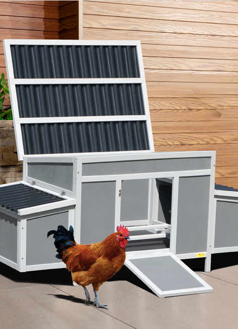 Chicken 5 1