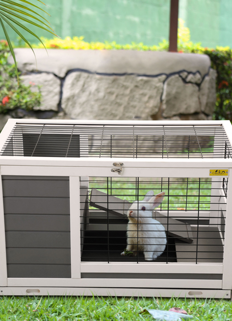 Rabbit 6 1