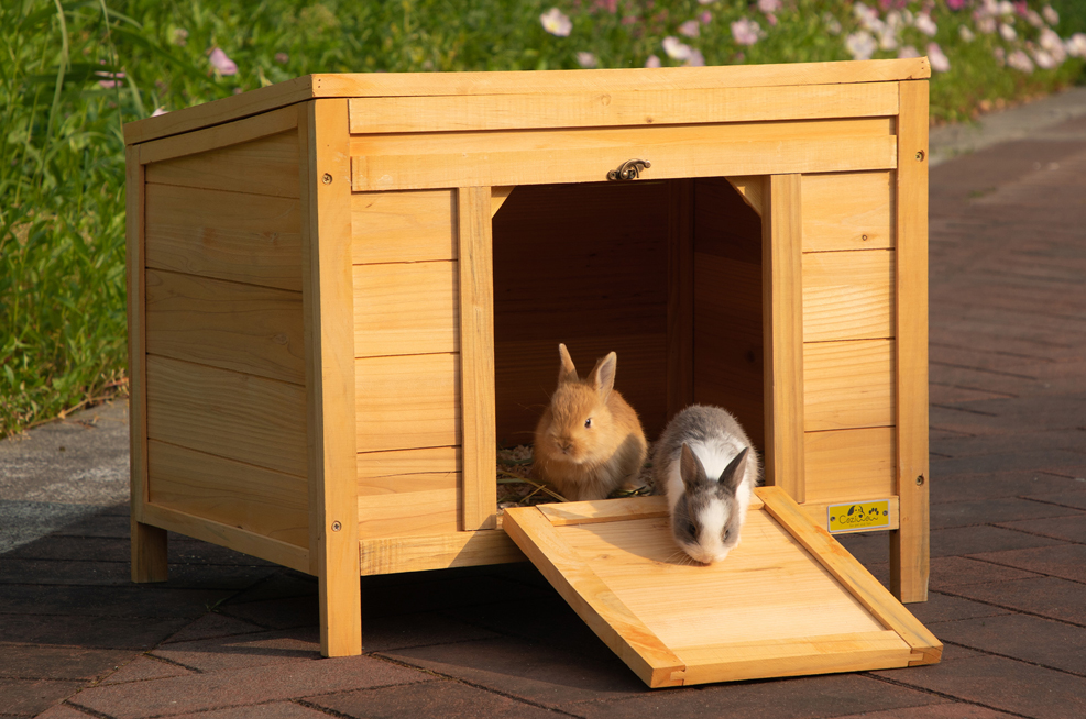 Rabbit 7 1